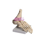 Human Foot Model